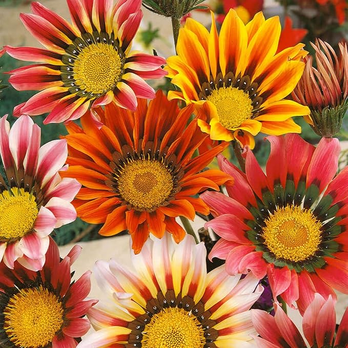 350+ Mix Gazania Seeds for Planting Heat & Drought Tolerant Garden Gazania Flower Ground Cover Plants for Home Garden Outdoor