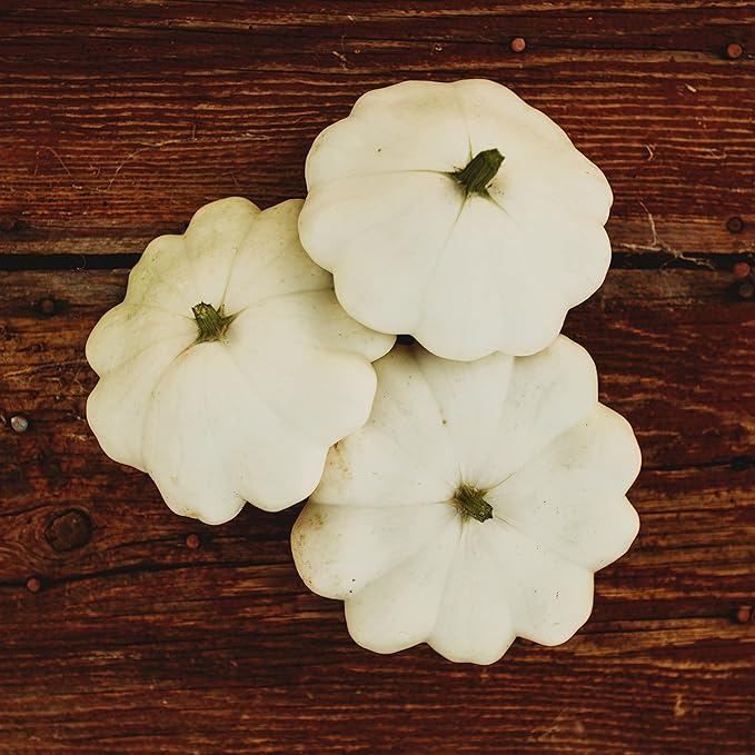 Early White Bush Scallop Squash (White Patty Pan Squash) - 25 Seeds - Bush Squash Variety, Non-GMO Heirloom Summer Squash Seeds for Planting in The Home Garden, Thresh Seed Company