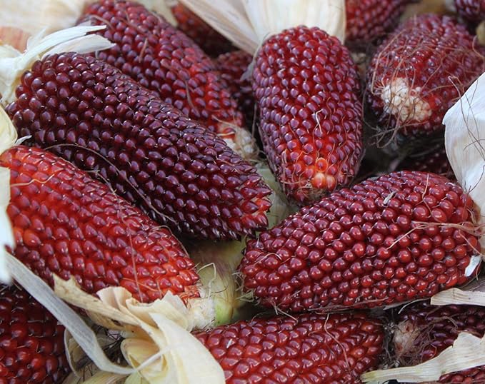 NIKA SEEDS - Seeds Vegetable Ornamental Corn Red - 10 Seeds