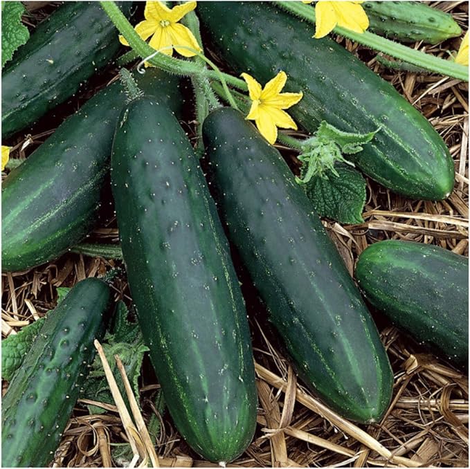 Seed Needs, Spacemaster 80 Cucumber Seeds - 60 Heirloom Seeds for Planting Cucumis sativus - Grow Your Own Outdoor Vegetable Garden, Non-GMO & Untreated (1 Pack)