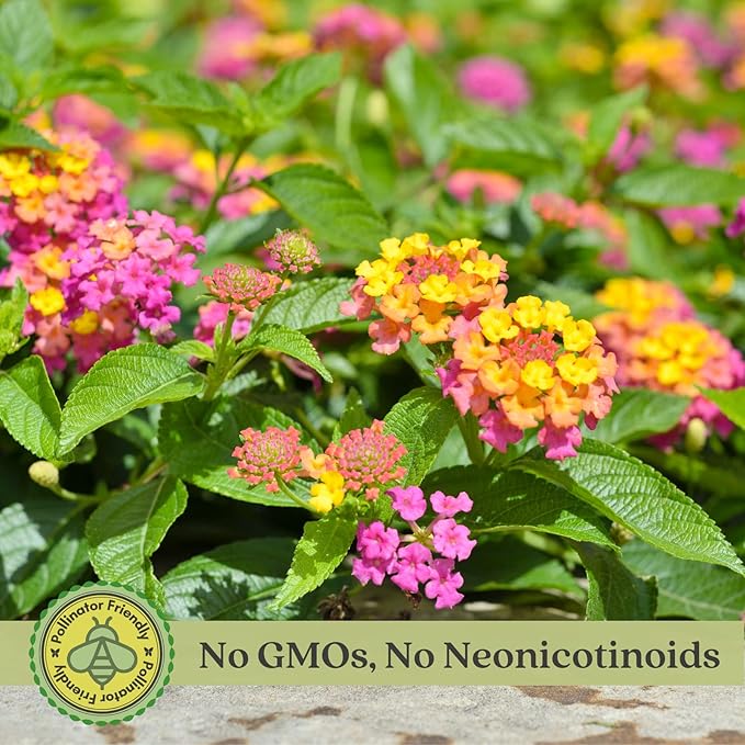 Clovers Garden Lantana Camara Flowers – Two (2) Live Plants Non-GMO - Not Seeds - Each 4" to 8" Tall – in 4" Inch Pots - Natural Mosquito Garden - Attract Hummingbirds & Butterflies, Assorted Colors