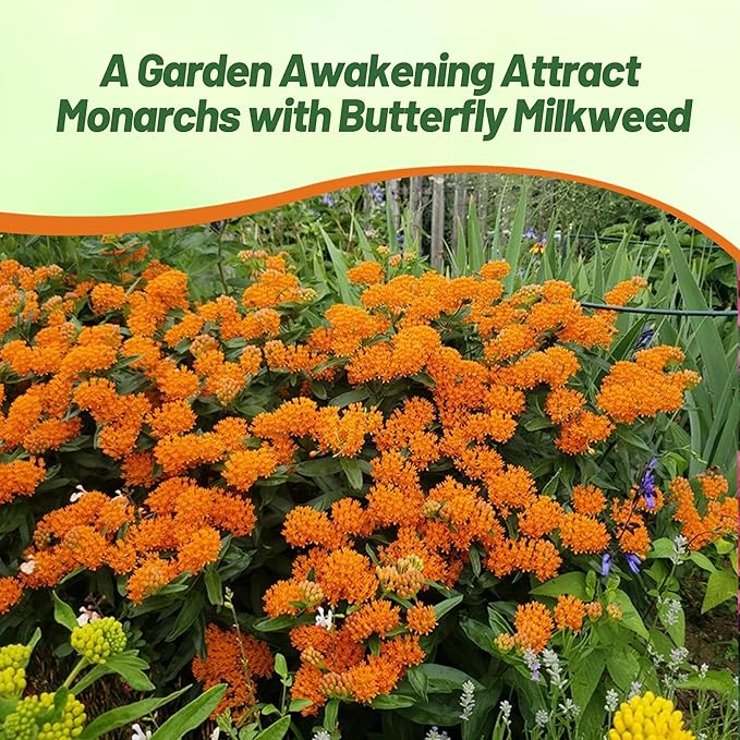 Outsidepride Butterfly Milkweed Seeds - 1000 Pcs Perennial, Heat & Humid Tolerant, Pollinator-Friendly Wildflower Seeds, Ideal for Monarch Butterflies, Cut Flowers, Borders, or Meadows