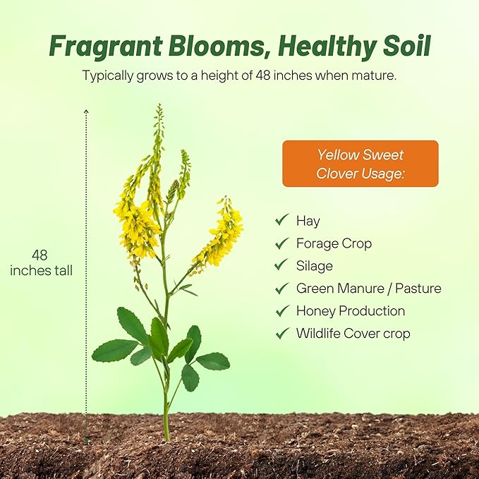 Outsidepride Yellow Sweet Clover Seed - 40 lbs Biennial, Drought-Tolerant, Frost-Resistant, Nitrocoated, Inoculated Yellow Clover Seeds Cover Crop for Forage, Honey Production, & Pollinators