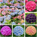 150+ Mixed Hydrangea Seeds for Planting - Perennial Shrub Flower Seeds, Essential for Garden Decor, Wedding Setups & Outdoor Landscapes