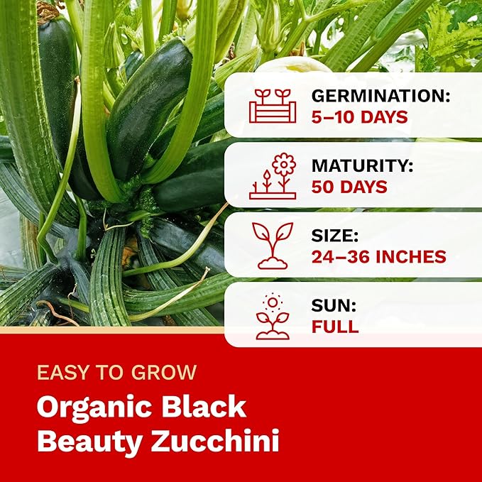 The Harvest Company Organic Black Beauty Zucchini, Non-GMO, Certified USDA Organic, Open-Pollinated Heirloom Garden Seeds for Indoor Outdoor Planting, 25 Seeds