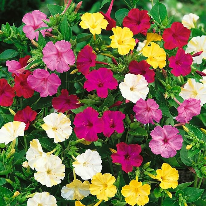 Seeds Four O'clock Mix Mirabilis - Annual Flowers for Planting