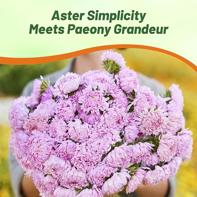 Outsidepride Paeony Aster Seeds - 1,000 Pcs Annual, Hardy & Pollinator Friendly Flower Seeds for Planting Vibrant Double Incurved Coral-Rose Petals, Ideal for Meadows & Aesthetic Gardens