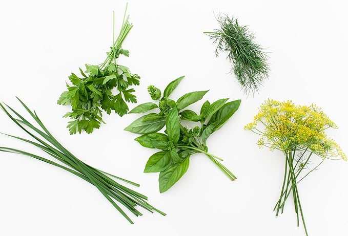12 Variety Herb Garden Seed Collection, Non-GMO Heirloom Seeds, Basil, Parsley, Cilantro, Oregano, Chives, Thyme, Sage, Dill, Fennel, Marjoram, Savory, Tarragon