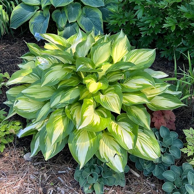 280+ USA PERMIUM Perennial Hosta Seeds for Planting Indoor Outdoor-Non GMO Heirloom Fragrant Shade Garden Flowers Open Pollinated