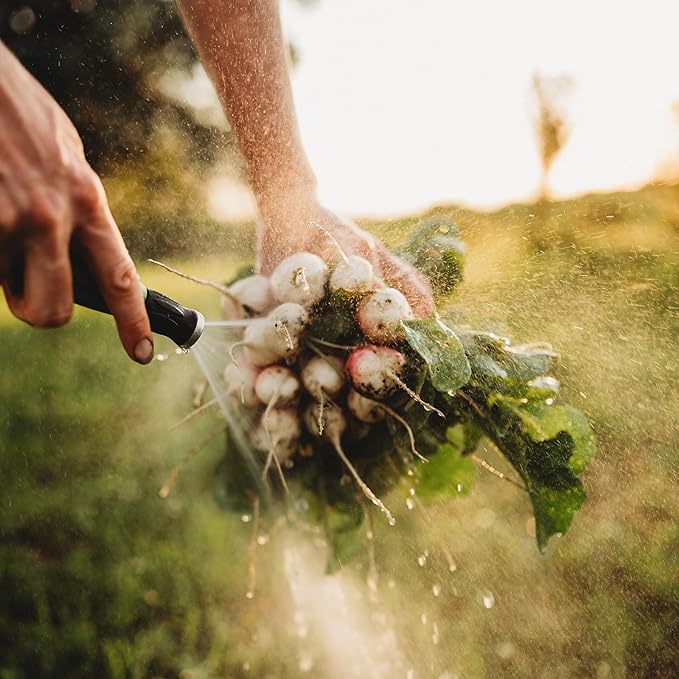 Sparkler White Tip Radish - 150 Seeds - Heirloom Radish Variety, Easy-to-Grow & Fast-Growing, Non-GMO Radish Seeds for Planting Indoors or Outdoors in a Home Garden, Thresh Seed Company