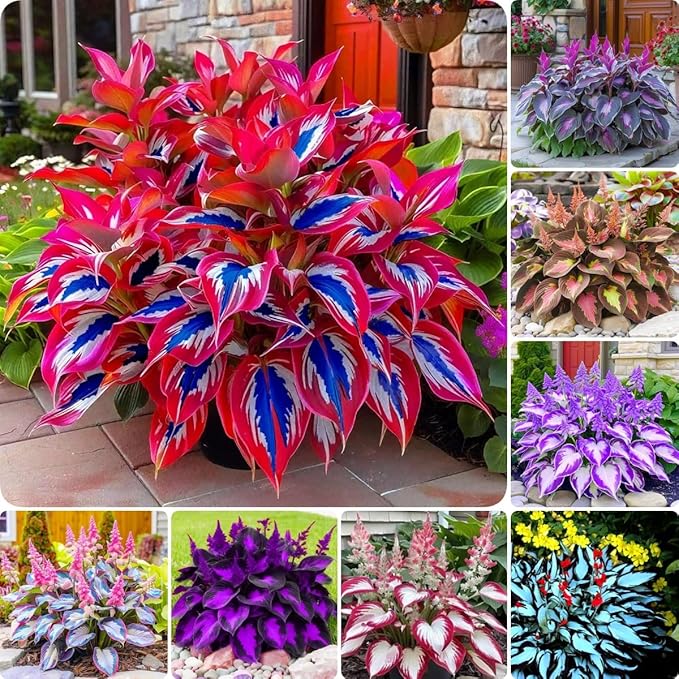 280+ Hosta Seeds for Planting - Hardy Perennial Ground Cover with Lush Fragrant Foliage, Thrives in Partial Shade Low Maintenance Long-Lasting Beauty for Garden Landscaping, Borders & Outdoor Decor