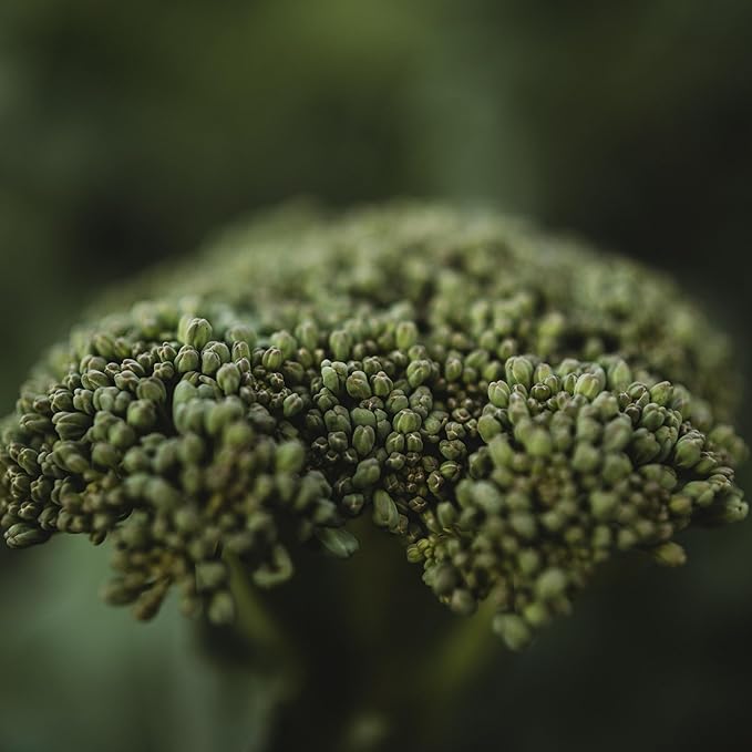 Waltham 29 Broccoli - 100 Seeds - Heirloom Broccoli Variety, Sweet & Tender Florets, Non-GMO Broccoli Seeds for Planting in The Home Garden, Thresh Seed Company