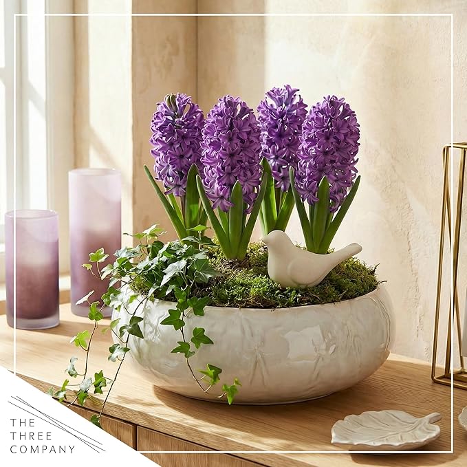 Live Flowering Hyacinth (4 Per Pack) - Purple, Beautiful Spring Bulbs, Ships Dormant in a 1 Pint Pot, Blooms in 2-3 Weeks