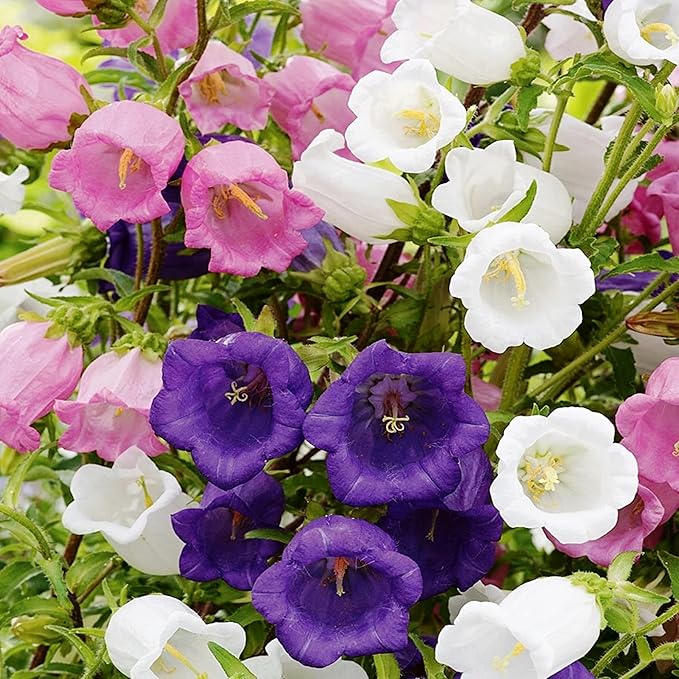 FUN AND GROW SEEDS: Seeds Canterbury Bells Mix Double Biennial Flowers for Planting
