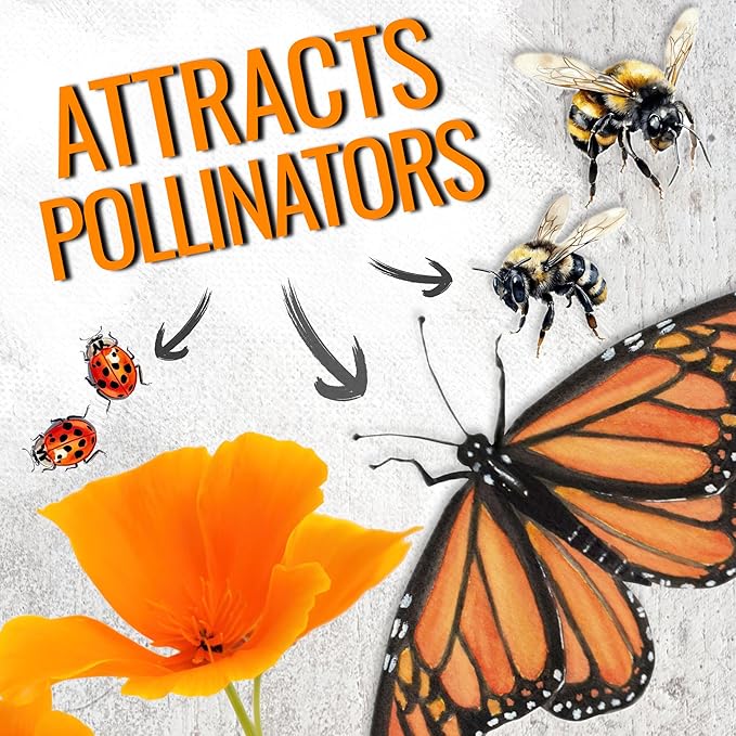 Seed Needs, California Orange Poppy Wildflower Seeds - 2,000 Heirloom Seeds for Planting Eschscholzia californica - Tender Perennial to Attract Butterflies, Bees & Other Pollinators (1 Pack)