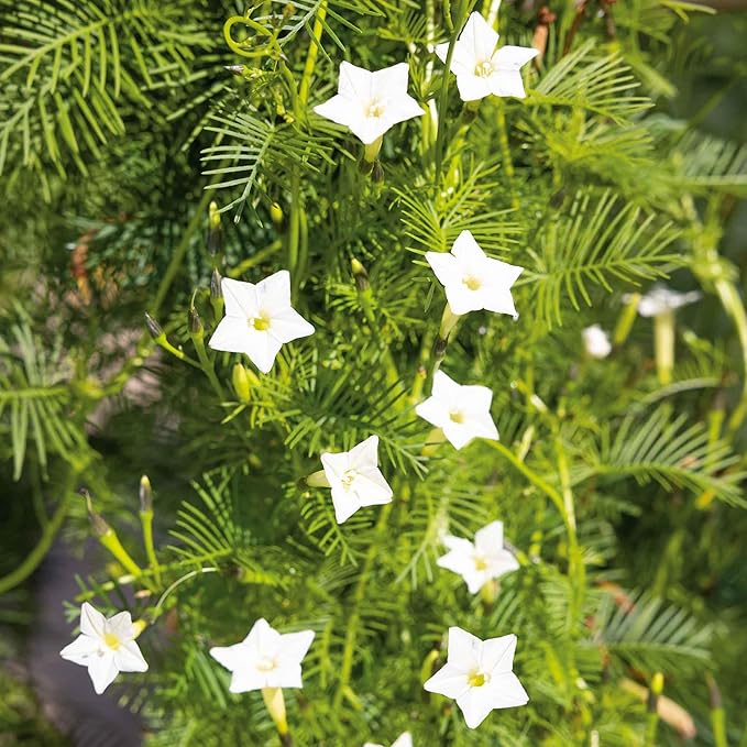 Eden Brothers Cardinal Climber Seeds - White