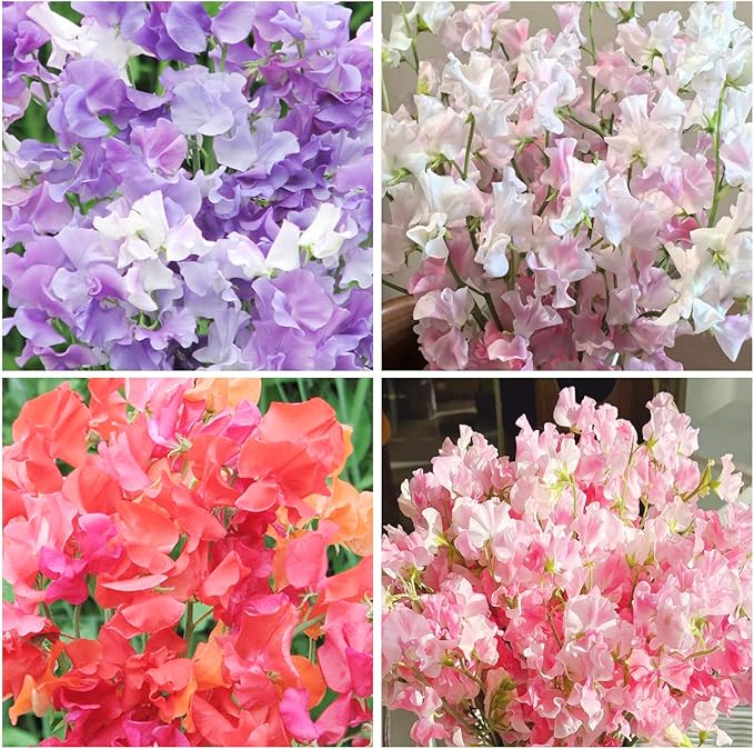 300+ Perennial Sweet Pea Seeds for Planting - Stunning Color and Fragrant Ornamental Annual Flower for Garden or Container