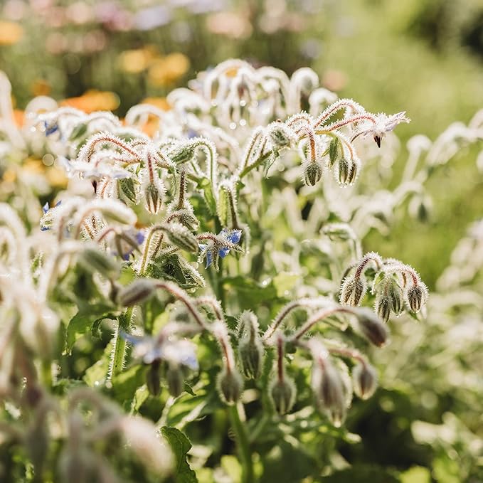 Borage - 100 Seeds - Heirloom & Open-Pollinated Variety, Pollinator-Friendly Non-GMO Herb Seeds for Planting, Grow Medicinal Herbs Indoors/Outdoors in Containers or a Home Garden, Thresh Seed Company