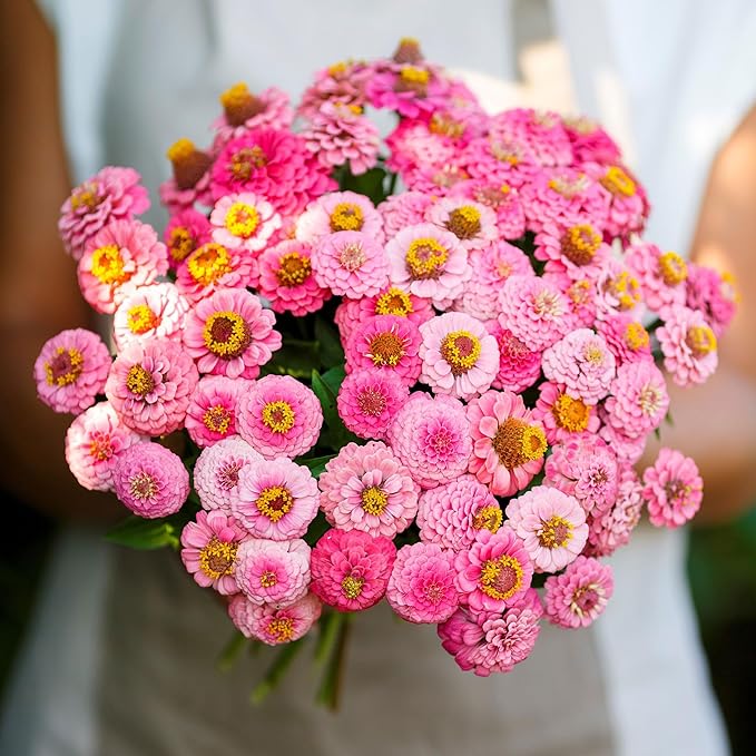 Eden Brothers Zinnia Seeds - Lilliput Rose, Non-GMO Seeds for Planting, 1 oz | Low-Maintenance Flower Seeds, Plant During Spring, Zones 3, 4, 5, 6, 7, 8, 9, 10
