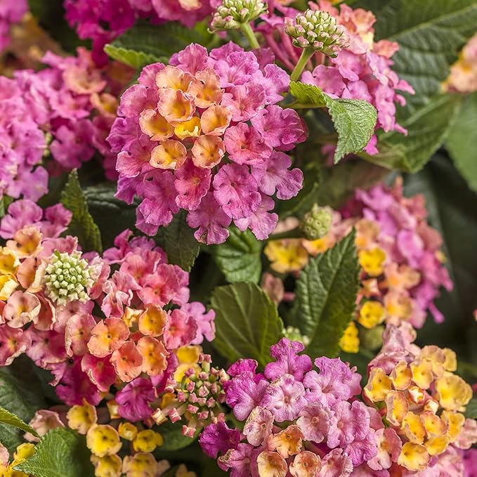 Lantana Flower Seeds for Planting - 300+ Mixed Color Flower Seeds to Plant Great for Hummingbirds and Butterflies