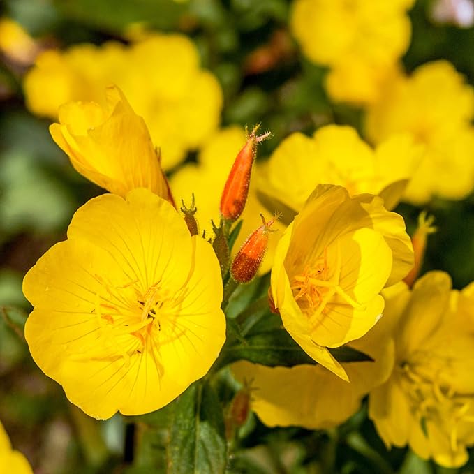 Outsidepride Evening Primrose Seeds - 1 Lb. Annual, Hardy, Easy to Grow & Low Maintenance Flower Seeds for Planting Vibrant Soft Yellow Blooms, for Containers, Borders & Erosion Control