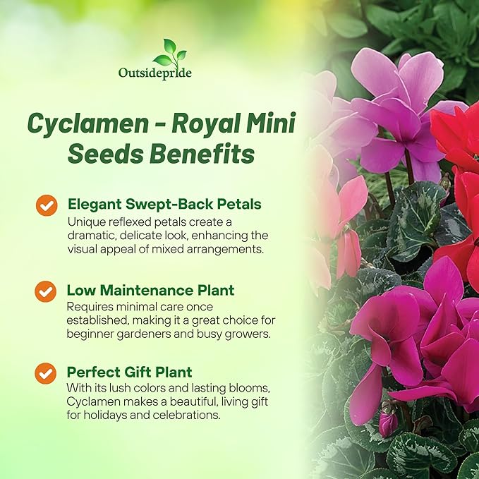 Outsidepride Persicum Cyclamen Seeds - 50 Pcs Compact, Annual Flowering House Plants with Attractive Blooms & Foliage, for Shaded Garden Areas, Small Spaces, Containers, Indoors & Outdoors