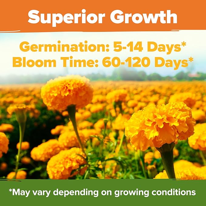 HOME GROWN Crackerjack Marigold Seeds 2.05oz - 15,000 Flower Seeds Planting Outdoor, Large Bulk Pack, High Germination, Companion Planting, Orange (Tagetes erecta)
