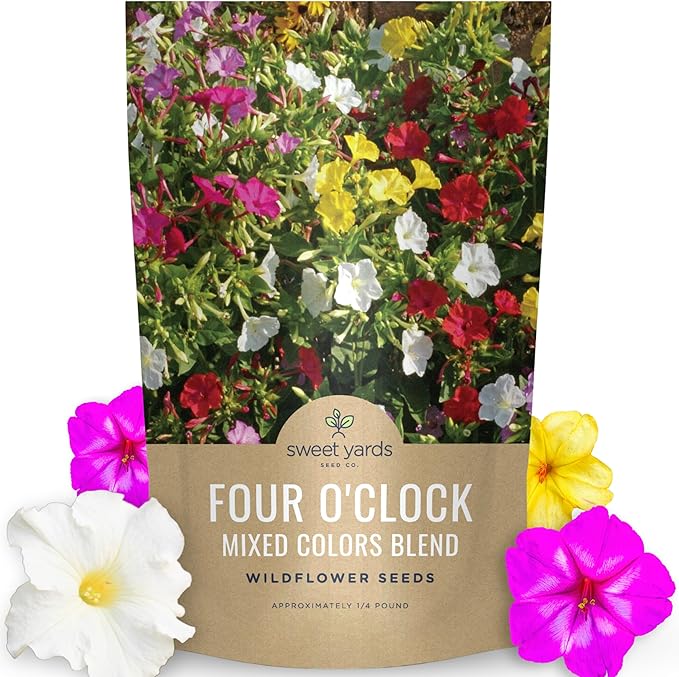 Four O'Clock Mixed Colors Blend - Bulk 1/4 Pound Pouch - 1,250 Flower Seeds for Planting - Mirabilis Jalapa