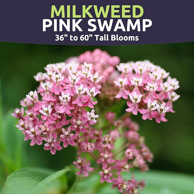 Pink Swamp Milkweed - Large 600mg Envelope - 100 Flower Seeds for Planting - Asclepias incarnata