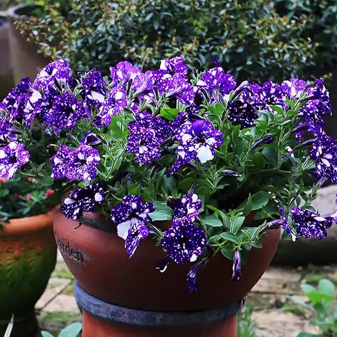 Night Sky Petunia Seeds for Planting, 500pcs Dwarf Wave Petunia Flowers Plant Seeds, Non-GMO Heirloom Annual Beauty Home Garden Flowers in Outdoors Indoor