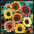 Sunflower Seeds for Planting - Plant & Grow Autumn Beauty Sunflower Mix in Your Home Outdoor Garden - 25 Non GMO Heirloom Seeds - Full Planting Packet with Instructions, 2 Packets