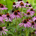 Purple Coneflower Wild Flower Seeds - 1 oz - Perennial Wildflowers - Purple Bloom - Echinacea purpurea - Flower Gardening