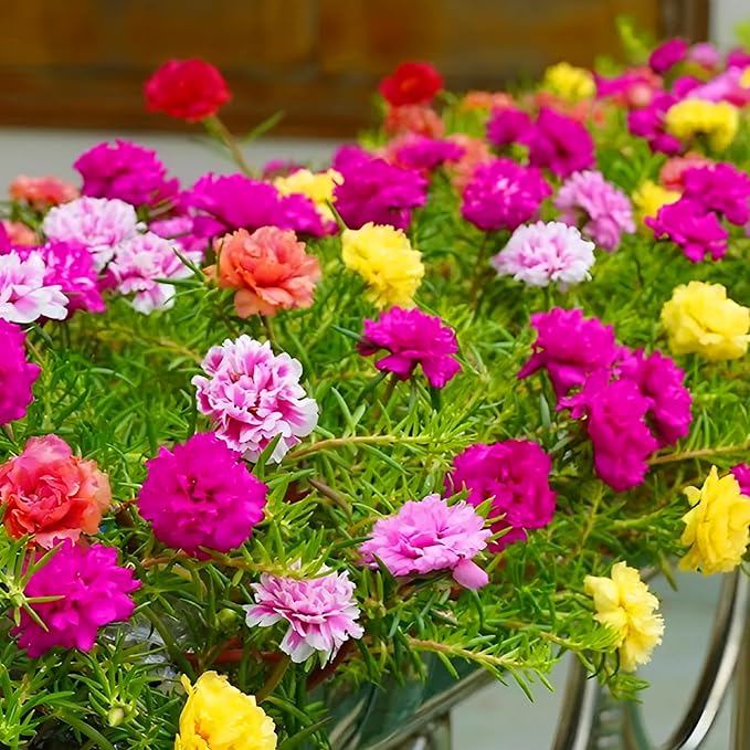 KVITER 2,000 Mix Double Moss Rose Seeds for Planting (Portulaca Grandiflora) - Non-GMO & Heirloom Ground Cover - Purslane Flower Seeds to Plant Outside, Beds & Yards & Flower Garden