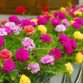 KVITER 2,000 Mix Double Moss Rose Seeds for Planting (Portulaca Grandiflora) - Non-GMO & Heirloom Ground Cover - Purslane Flower Seeds to Plant Outside, Beds & Yards & Flower Garden