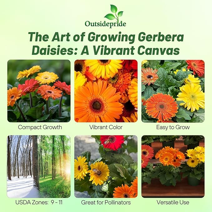 Outsidepride Fire Dark Eye Mix Gerbera Seeds - 20 Pcs Perennial, Compact & Low Maintenance, Flower Seeds for Planting w/Vibrant Mixed Blooms, Ideal for Garden Landscaping & Cut Flower Arrangements