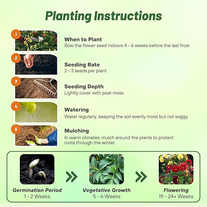 Outsidepride Opera Mix Dahlia Seeds for Planting - 200 Pcs Annual, Easy to Grow, Season-Long Flower Seeds with Colorful Blooms for Containers, Pots, Borders, & Gardens, Suitable as Cut Flower