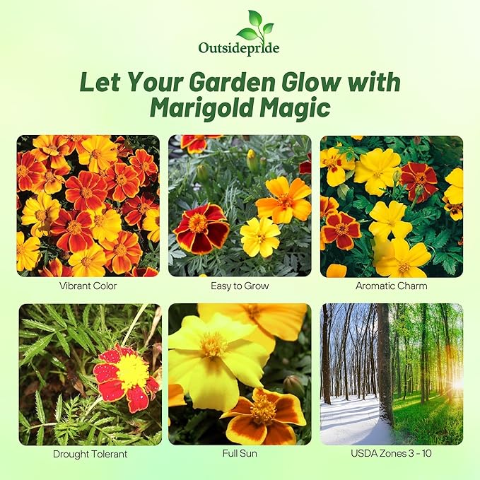 Outsidepride Sunglow French Marigold Seeds - 100 Pcs Annual, Compact, Heat & Drought Tolerant Flower Seeds for Planting w/Double Crested, Bi-Colored Blooms, Ideal for Vibrant Pollinator Gardens