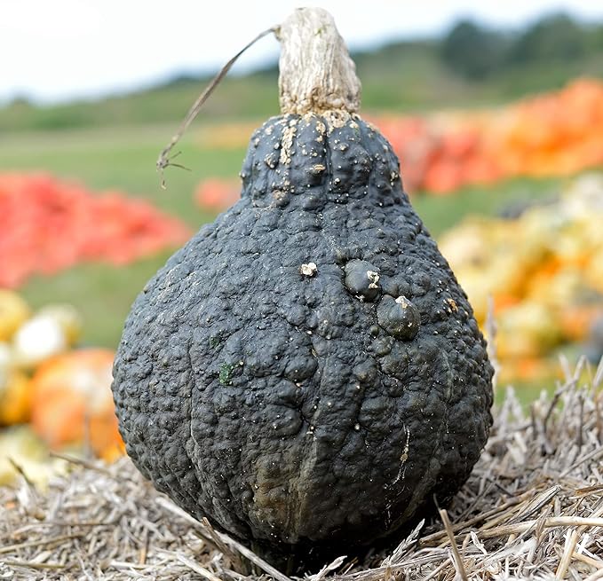 Squash Seeds - Winter - Hubbard Chicago Warted - 4 Oz ~680 Seeds - Cucurbita Maxima - Farm & Garden Vegetable Seeds - Non-GMO, Heirloom, Open Pollinated, Annual