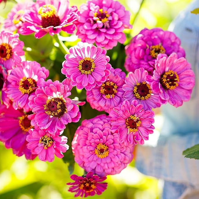 Eden Brothers Zinnia Seeds - Violet Queen, Non-GMO Seeds for Planting, Packet | Low-Maintenance Flower Seeds, Plant During Spring, Zones 3, 4, 5, 6, 7, 8, 9, 10