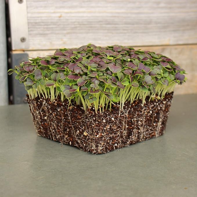 Red Tatsoi Mustard Seeds - 2 g Packet ~800 Seeds - Herb & Vegetable Gardening Seed - Non-GMO, Open Pollinated - Brassica rapa Narinosa