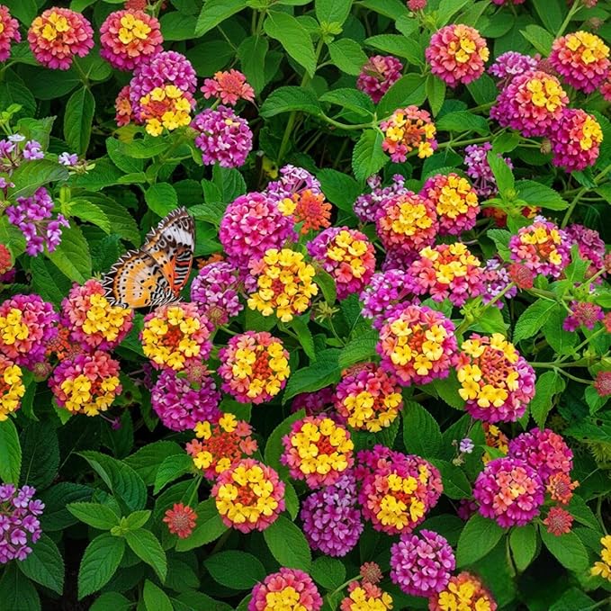 300+ Lantana Flower Seeds – Colorful Perennial Mix, Attracts Butterflies & Hummingbirds, Drought & Heat Tolerant, Long-Blooming Garden Flowers for Outdoor Planting