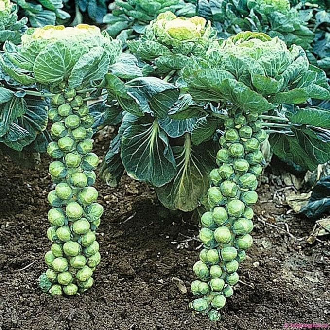 Seeds Vegetable Brussels Sprout Cabbage Green (Possible to Grow Indoor) - 150 Seeds
