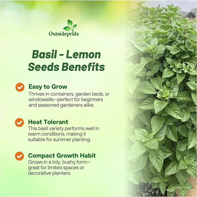 Outsidepride Lemon Basil Seeds for Planting - 1/4 lb. Easy to Grow Annual Herb Garden Seeds with Aromatic & Flavorful Foliage for Containers, Companion Planting, Indoors & Outdoors