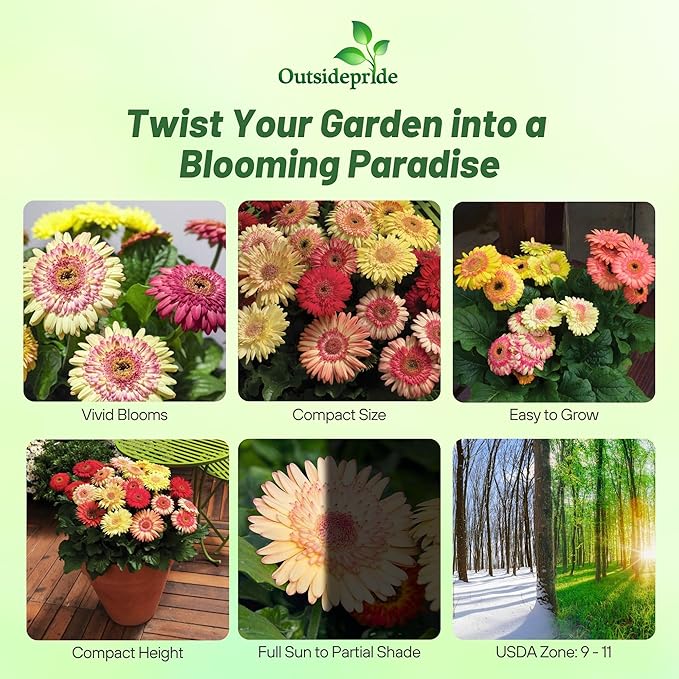 Outsidepride Strawberry Twist Mix Gerbera Seeds - 10 Pcs Perennial, Compact & Low Maintenance, Flower Seeds for Planting w/Semi-Double Blooms, Ideal for Garden Landscaping & Cut Flower Arrangements