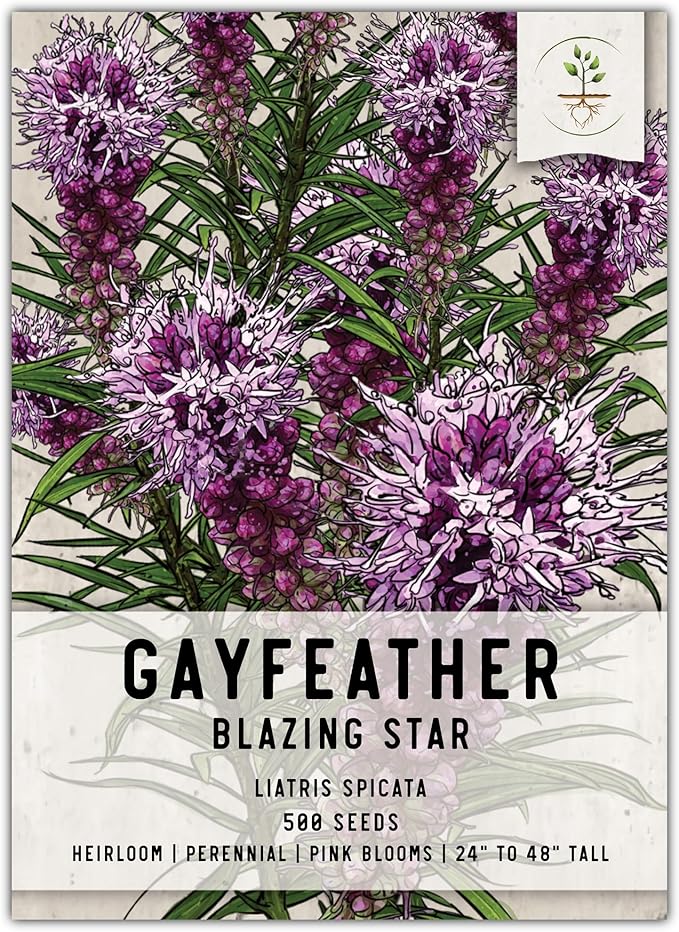 Seed Needs, Gayfeather Seeds - 500 Heirloom Seeds for Planting Liatris spicata - Perennial, Open Pollinated Wildflowers That Attracts Pollinators to The Garden (1 Pack)