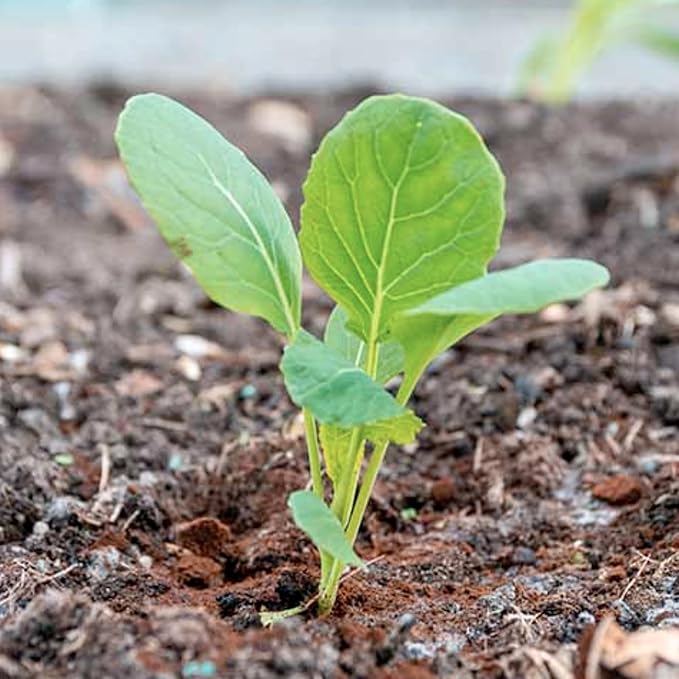 Seed Needs, Long Island Improved Brussels Sprout Seeds - 500 Heirloom Seeds for Planting Brassica oleracea - Non-GMO & Untreated for an Outdoor Garden (5 Packs)