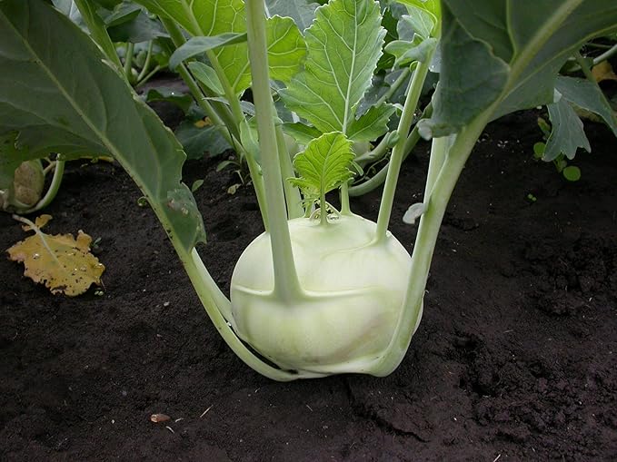 Seeds Vegetable Kohlrabi Giant Cabbage Biennial Green - 100 Seeds