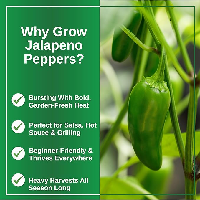 TKE Farms & Gardens - Jalapeno Pepper Seeds for Planting, 100+ Heirloom Non-GMO Seeds, Indoor & Outdoor Vegetable Garden, Perfect for Salsa & Hot Sauce
