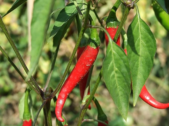 Seeds Vegetable Red Hot Chili Pepper Fire - 30 Seeds
