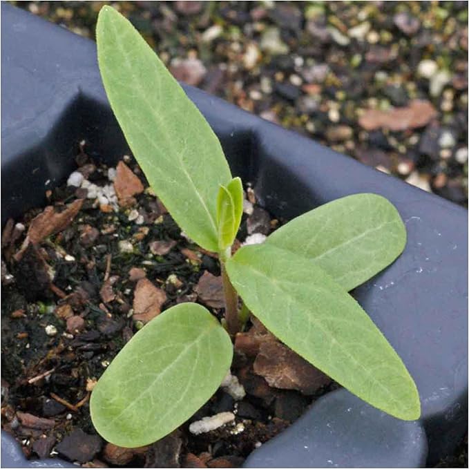 Seed Needs Pink Swamp Milkweed Seeds for Planting - Heirloom & Untreated - Grow a Butterfly Garden to Attract Monarch Butterflies & Pollinators (2 Packs)